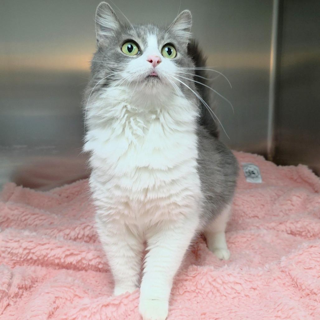 Enlarge Glenda, a Adoptable Domestic Medium Hair in Michigan City, IN image 1/6