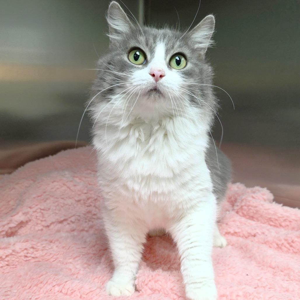 Enlarge Glenda, a Adoptable Domestic Medium Hair in Michigan City, IN image 2/6