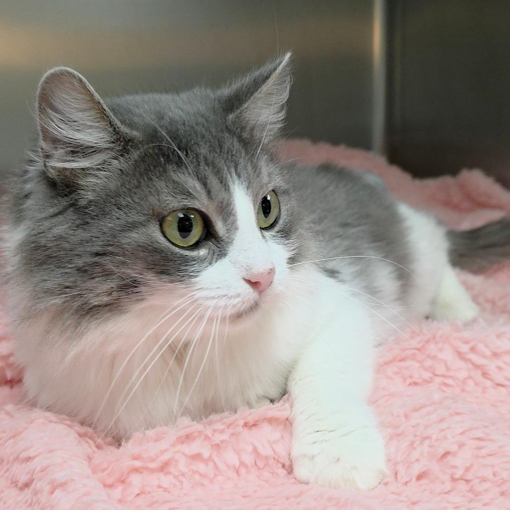 Enlarge Glenda, a Adoptable Domestic Medium Hair in Michigan City, IN image 3/6