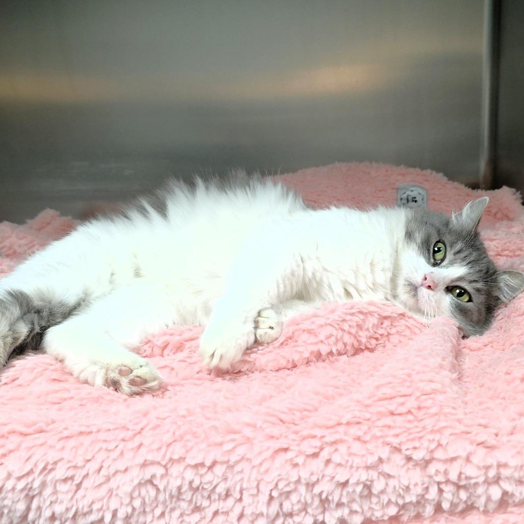 Enlarge Glenda, a Adoptable Domestic Medium Hair in Michigan City, IN image 4/6