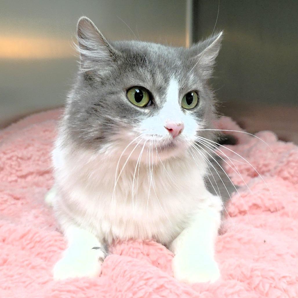 Enlarge Glenda, a Adoptable Domestic Medium Hair in Michigan City, IN image 5/6