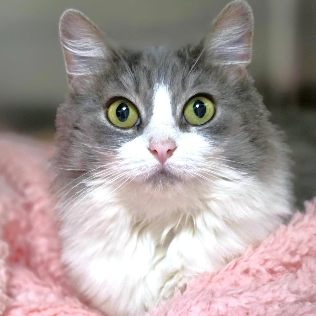 Enlarge Glenda, a Adoptable Domestic Medium Hair in Michigan City, IN image 6/6