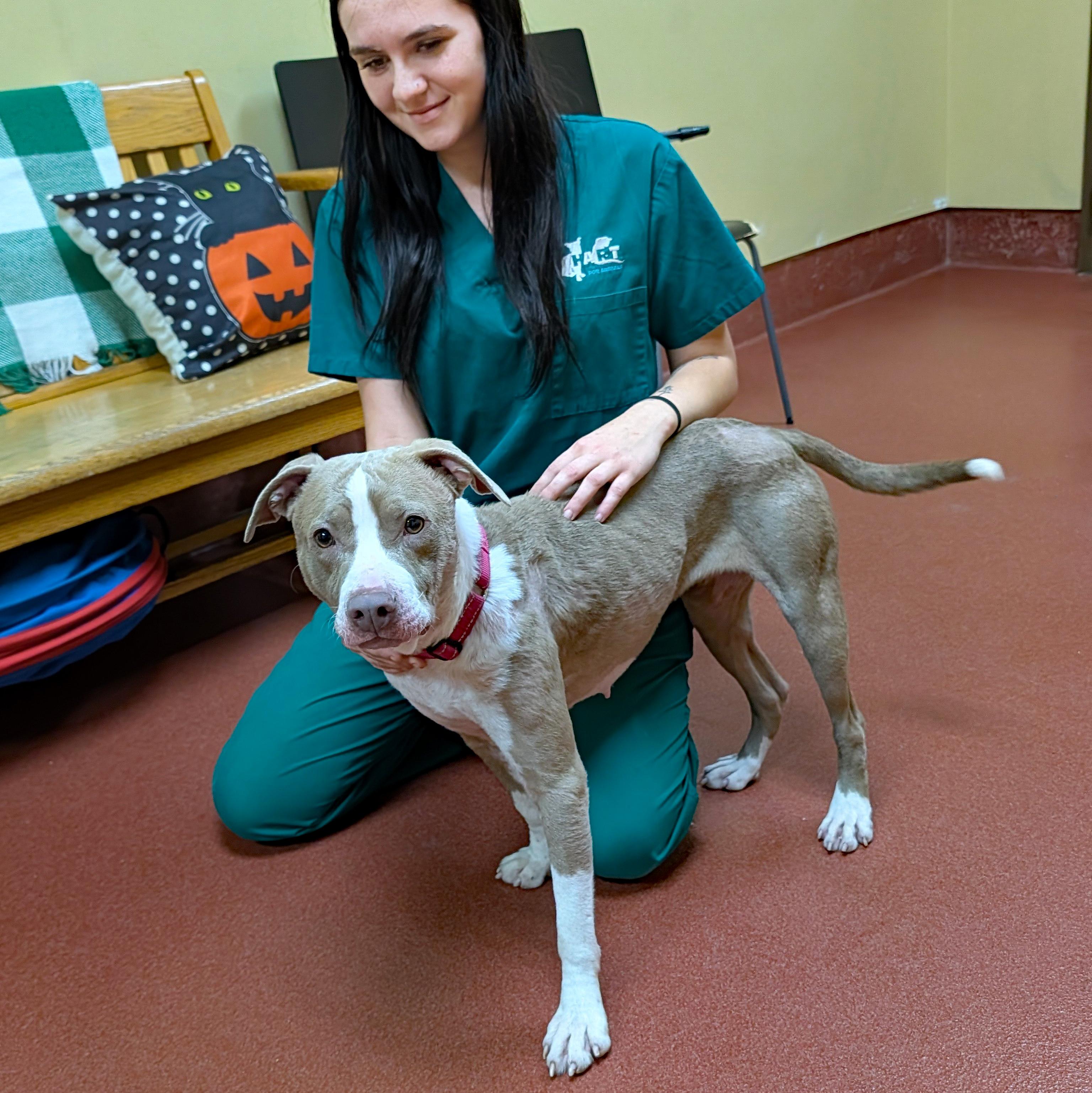 Enlarge Mindy, a Adoptable mixed breed in Accident, MD image 5/6
