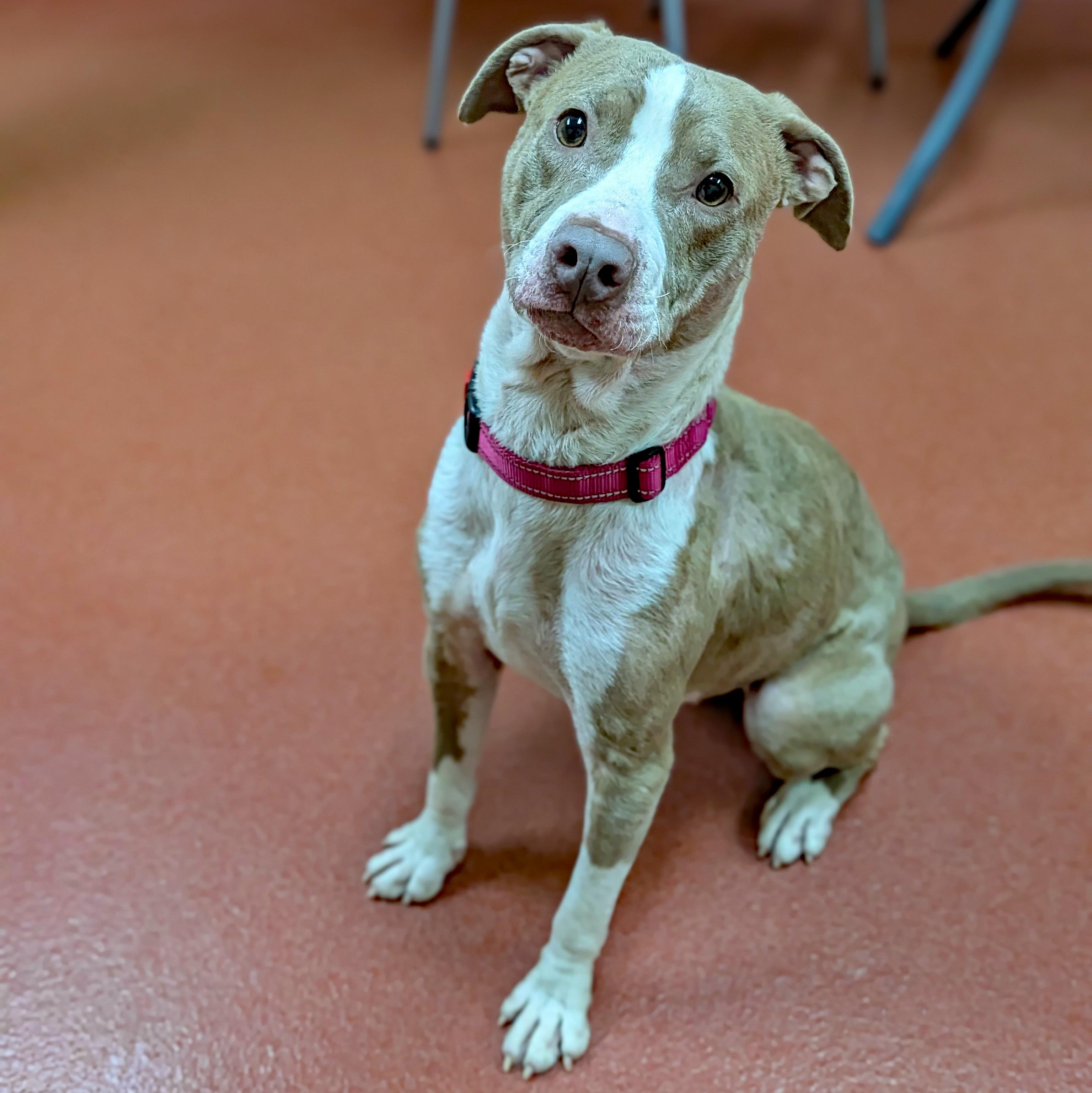 Enlarge Mindy, a Adoptable mixed breed in Accident, MD image 1/6