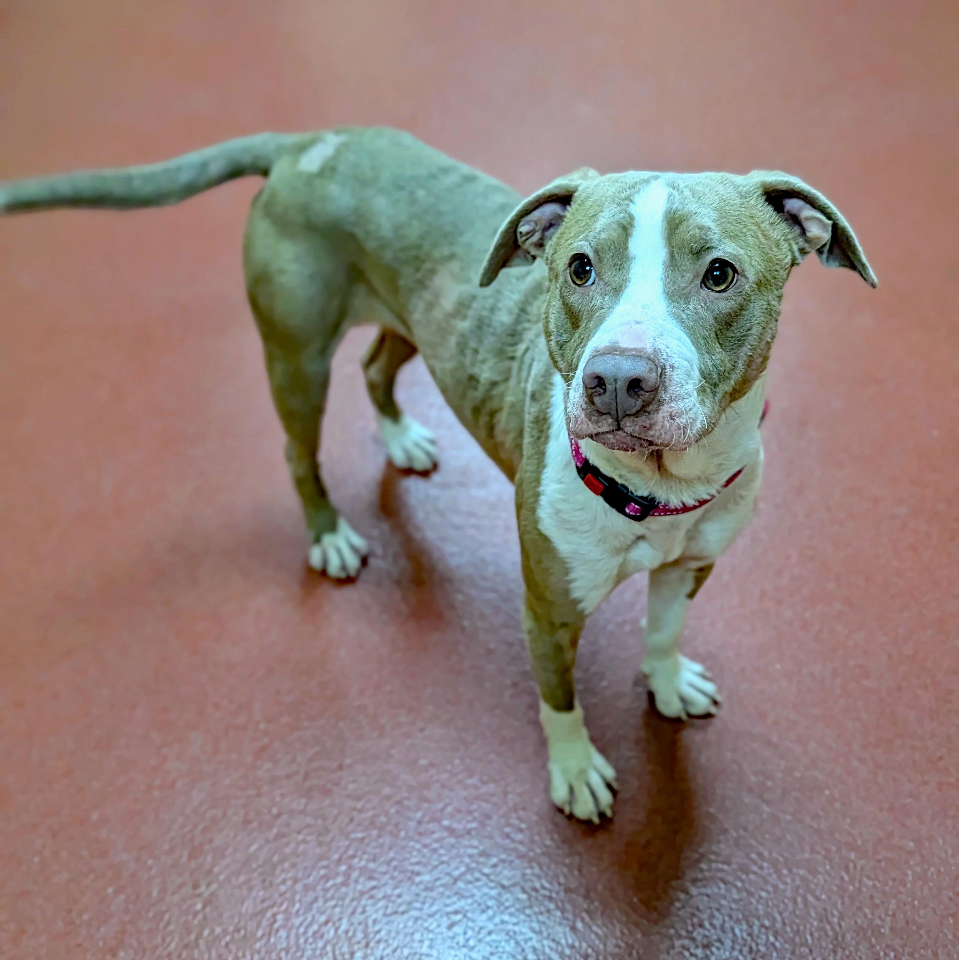 Enlarge Mindy, a Adoptable mixed breed in Accident, MD image 2/6