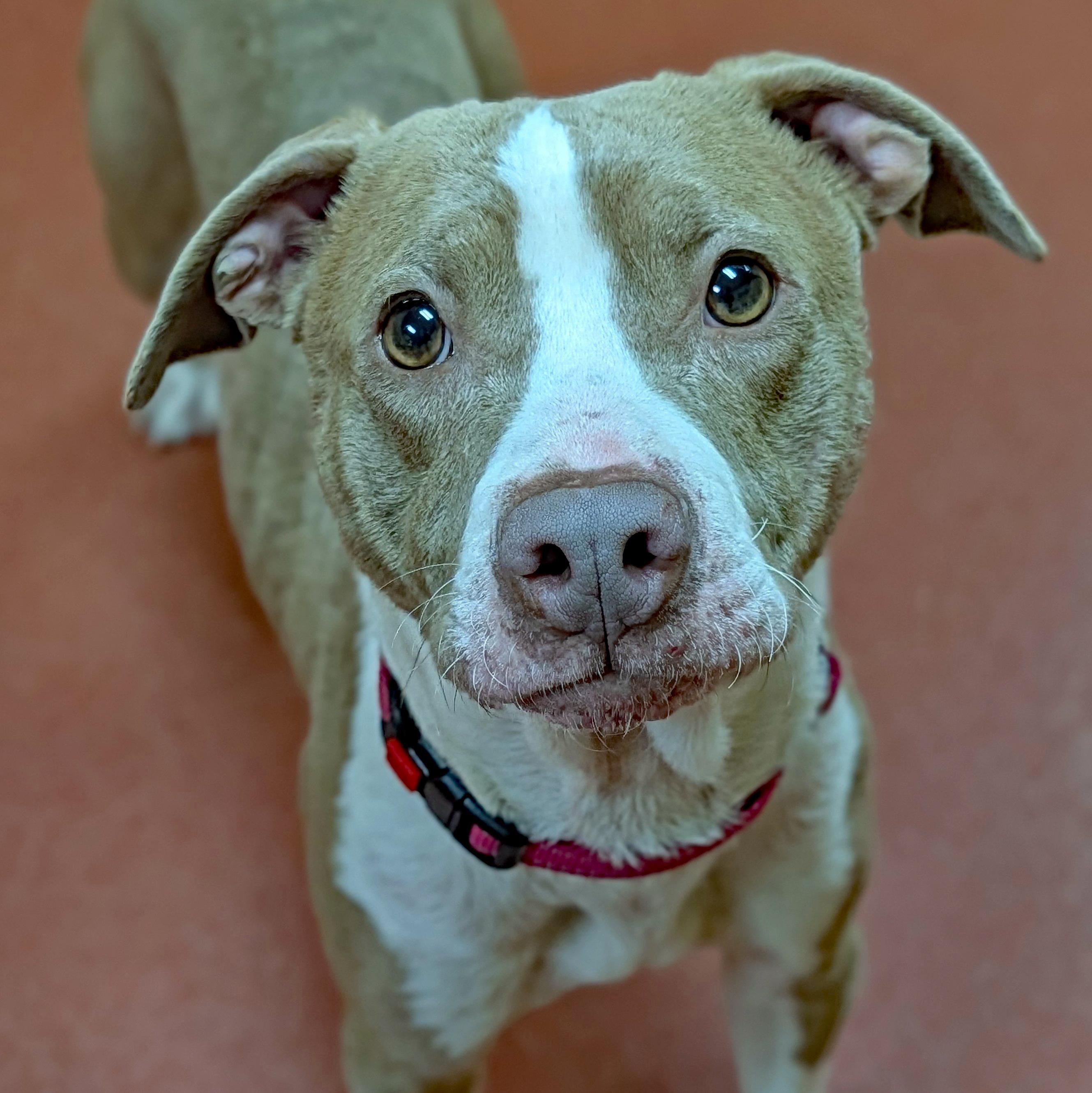 Enlarge Mindy, a Adoptable mixed breed in Accident, MD image 4/6
