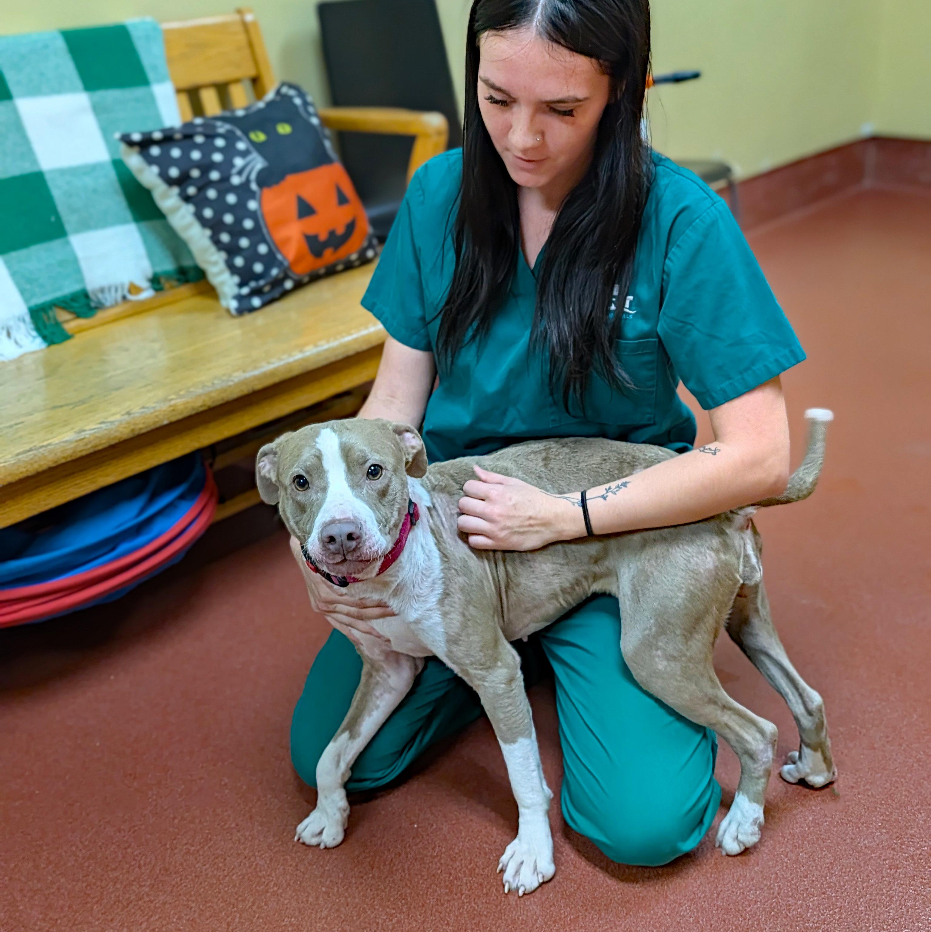 Enlarge Mindy, a Adoptable mixed breed in Accident, MD image 3/6