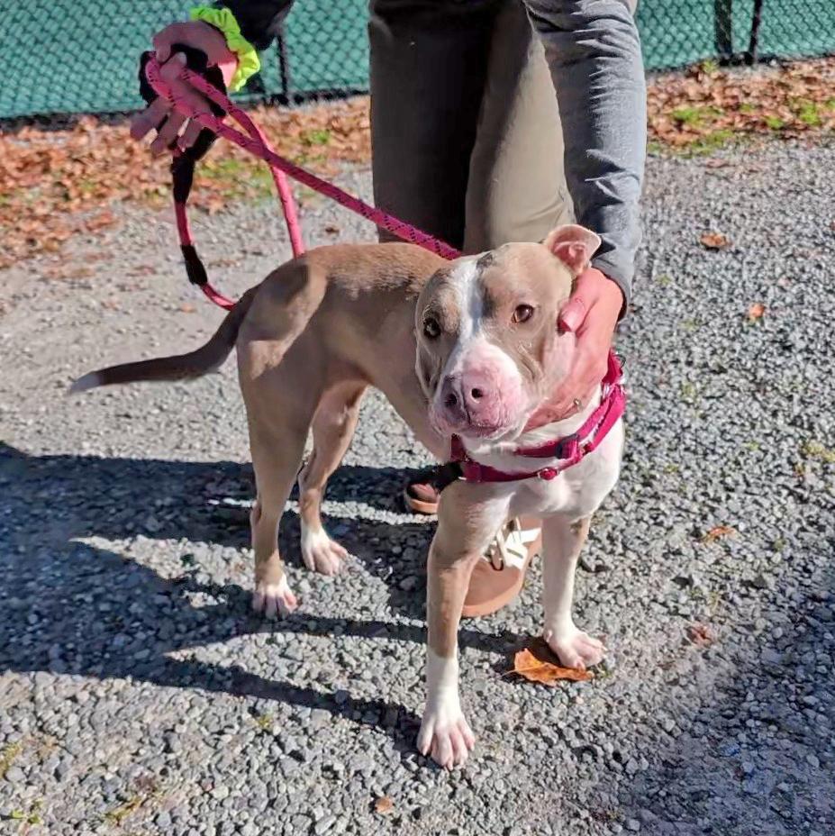 Enlarge Mindy, a Adoptable mixed breed in Accident, MD image 6/6