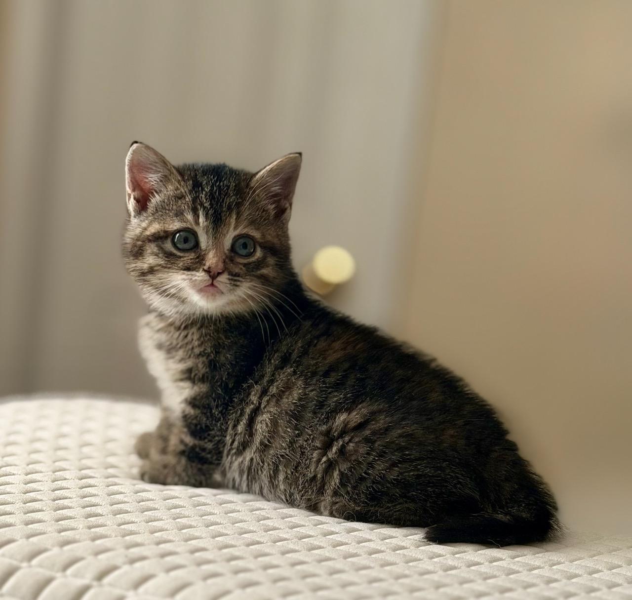 Jasmine, ADOPTABLE, Kitten Female Domestic Short Hair.