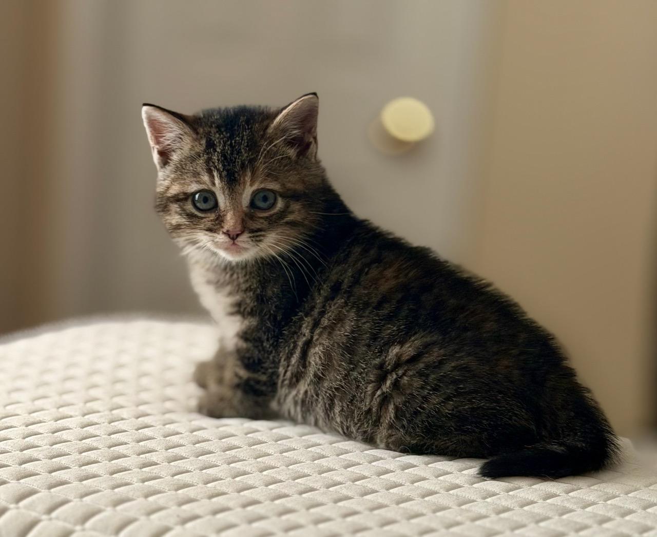 Jasmine, a ADOPTABLE Domestic Short Hair in Ottawa, ON image 2/5