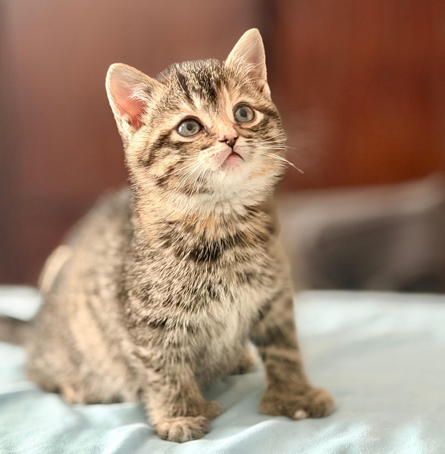 Jasmine, a ADOPTABLE Domestic Short Hair in Ottawa, ON image 3/5