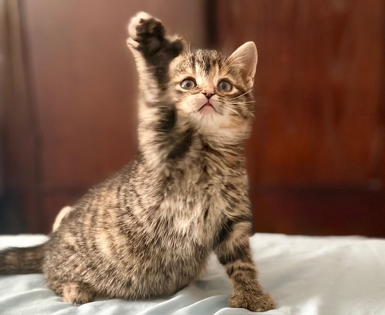 Jasmine, a ADOPTABLE Domestic Short Hair in Ottawa, ON image 5/5