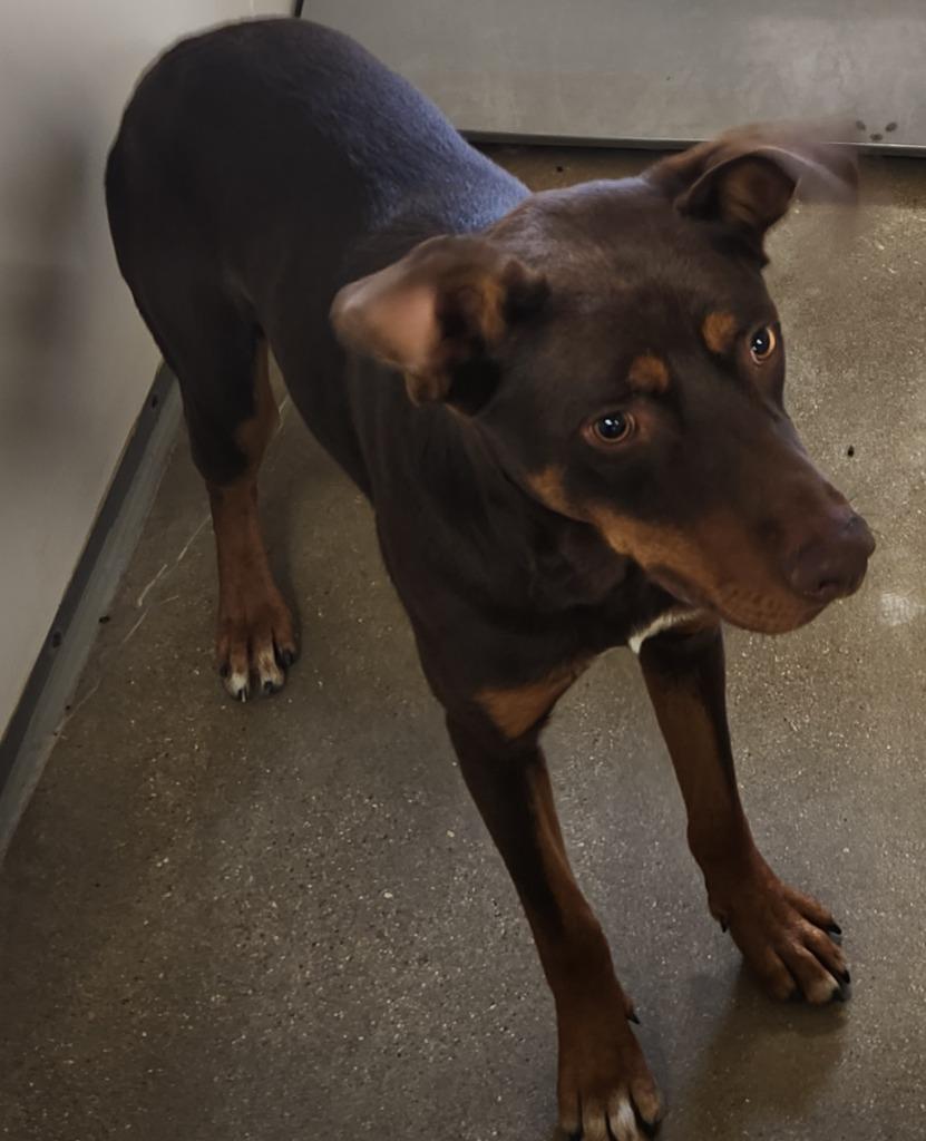 Sunshine, Adoptable, Young Male Doberman Pinscher & Mixed Breed.