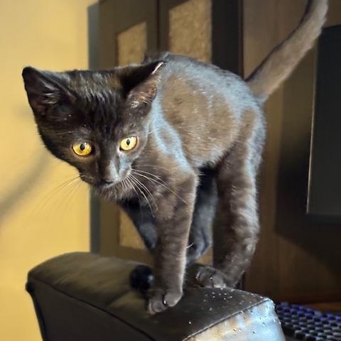 Enlarge Cole, a Adopted Domestic Short Hair in San Francisco, CA image 2/6