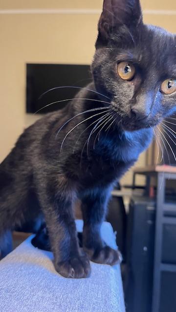 Enlarge Cole, a Adopted Domestic Short Hair in San Francisco, CA image 4/6