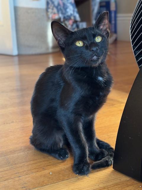 Enlarge Cole, a Adopted Domestic Short Hair in San Francisco, CA image 3/6