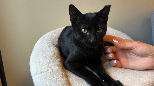 Enlarge Cole, a Adopted Domestic Short Hair in San Francisco, CA image 5/6