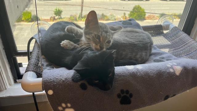 Enlarge Cole, a Adopted Domestic Short Hair in San Francisco, CA image 6/6