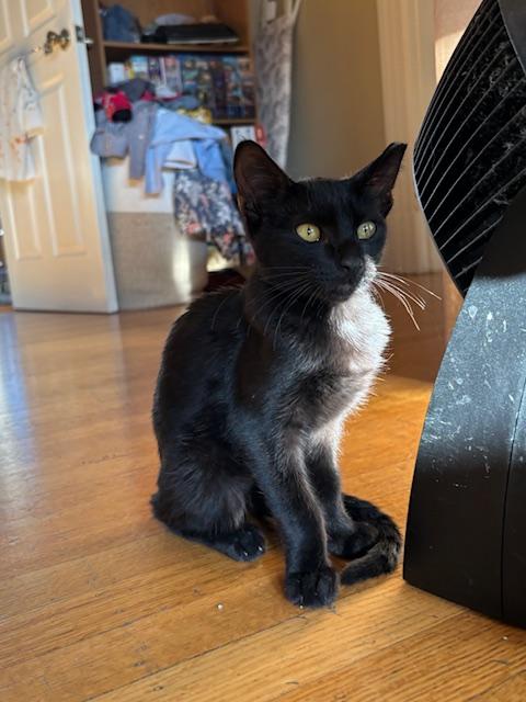 Cole, Adopted, Kitten Male Domestic Short Hair.