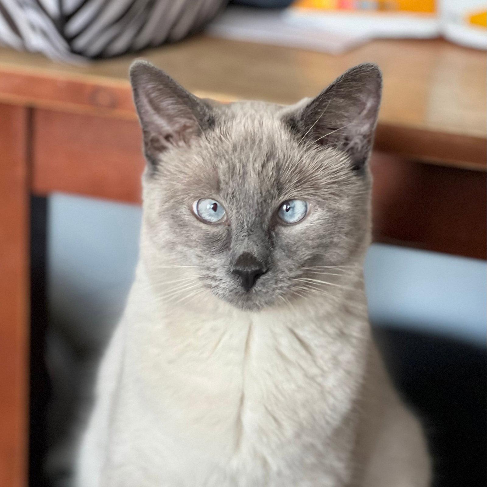Enlarge Scotty, a Adoptable Domestic Short Hair in Laramie, WY image 1/3