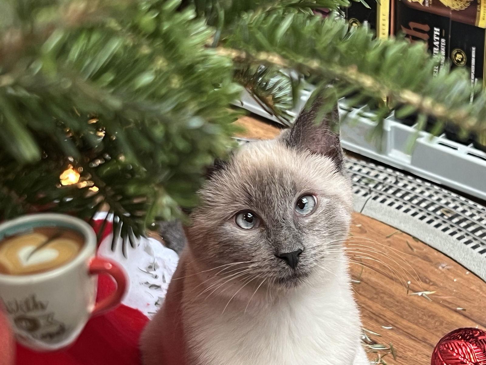 Scotty, Adoptable, Young Male Domestic Short Hair.