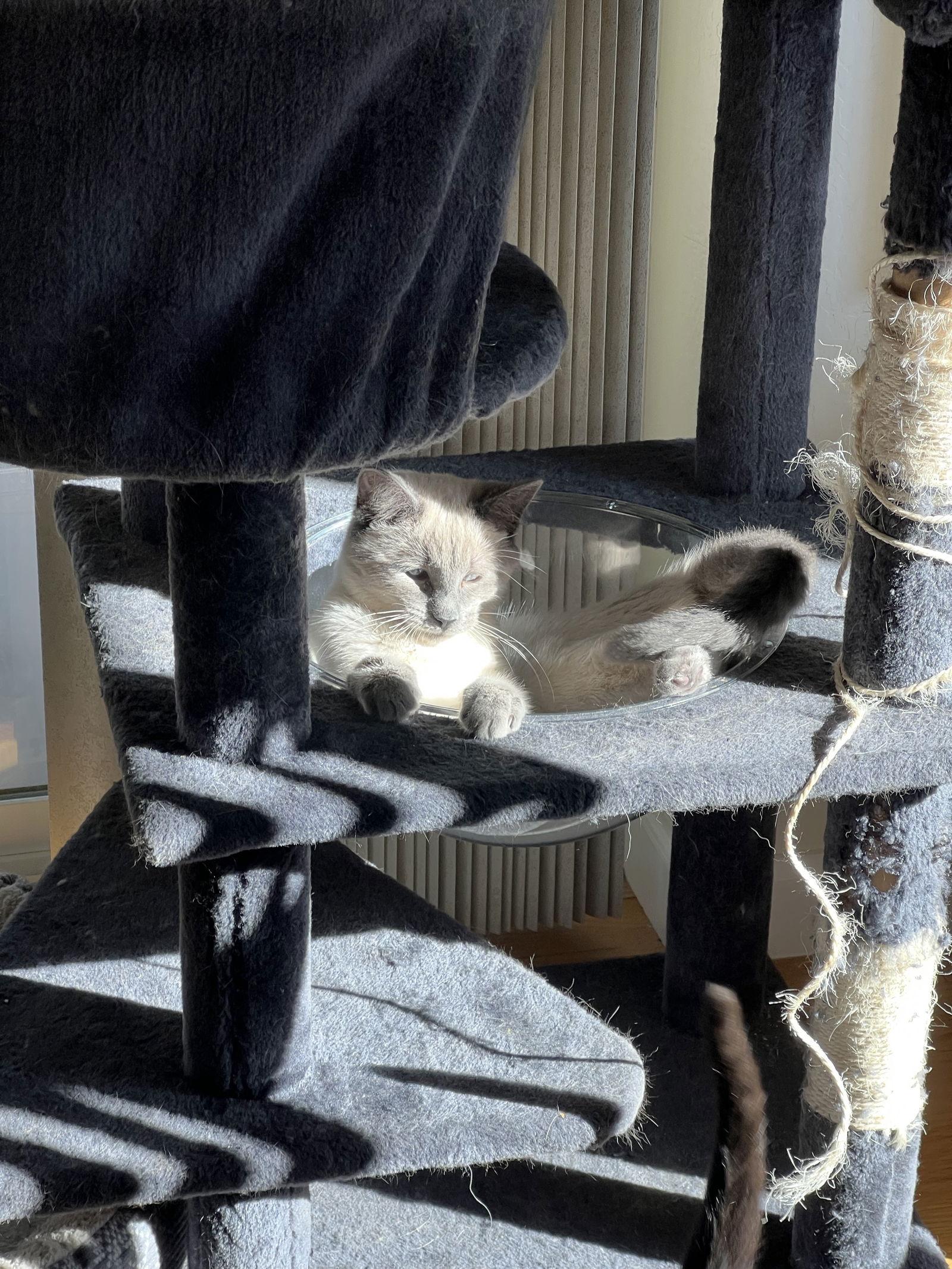 Scotty, a Adoptable Domestic Short Hair in Laramie, WY image 1/3