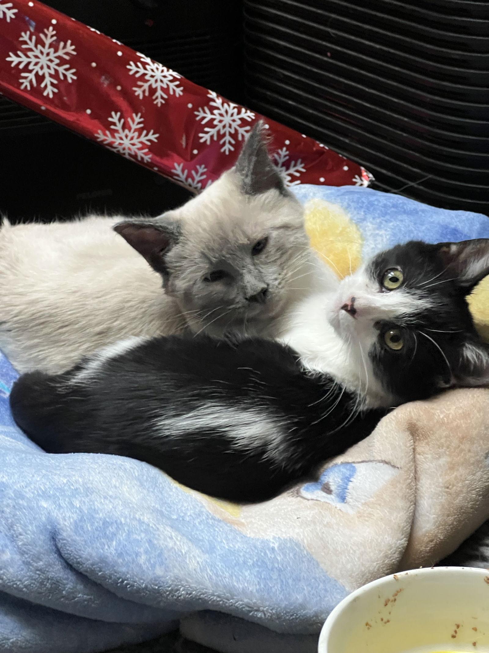 Scotty, a Adoptable Domestic Short Hair in Laramie, WY image 2/3