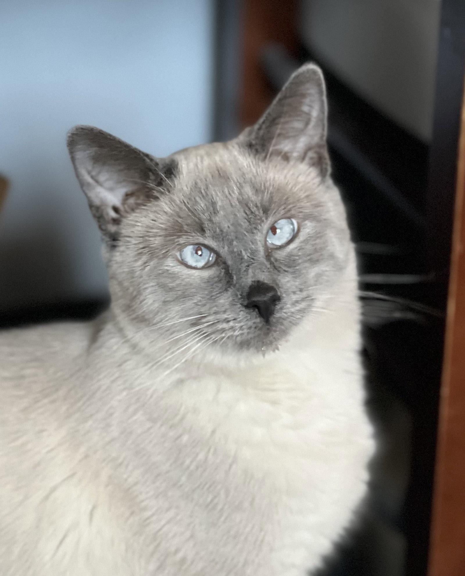 Enlarge Scotty, a Adoptable Domestic Short Hair in Laramie, WY image 2/3
