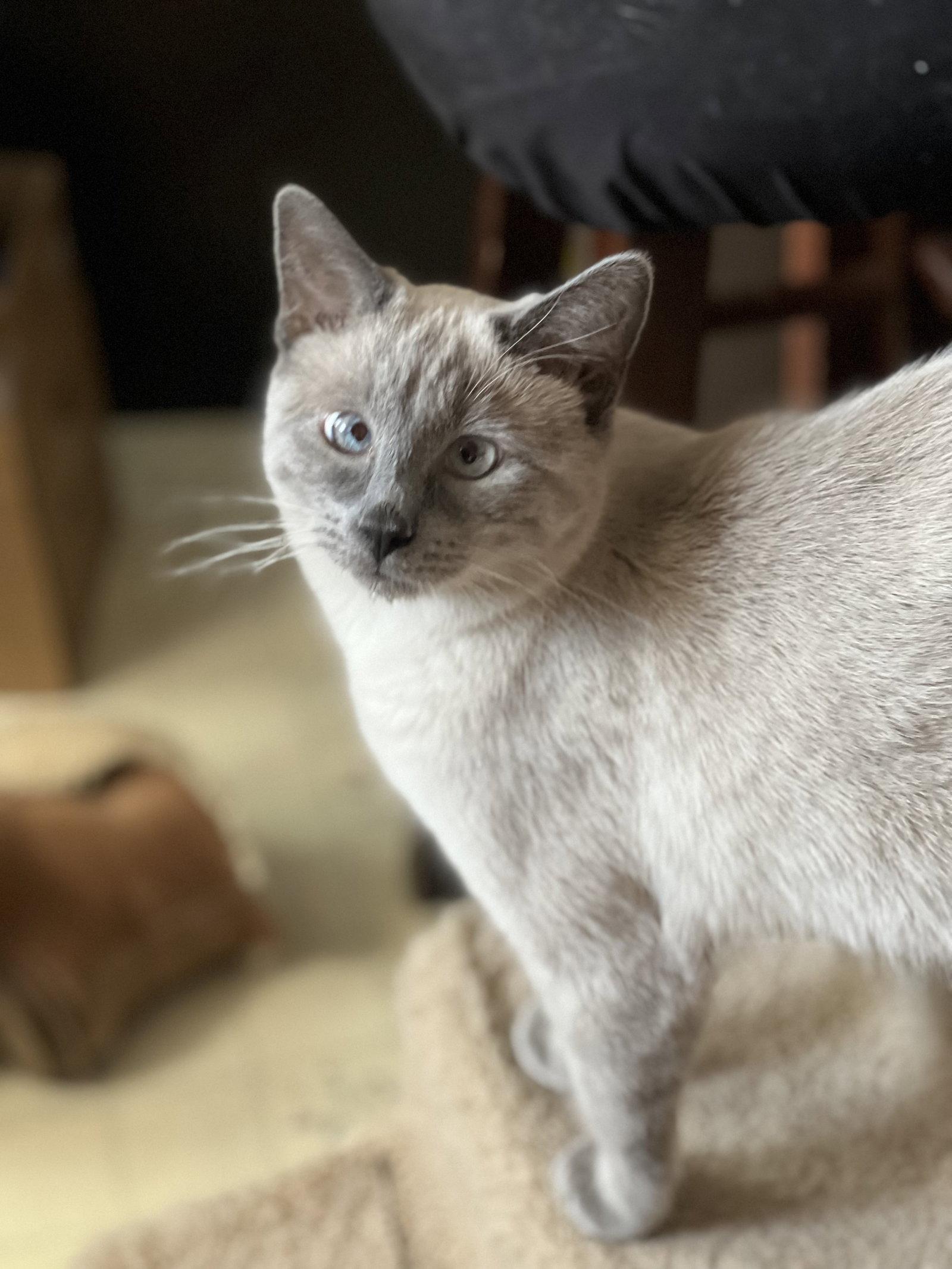 Enlarge Scotty, a Adoptable Domestic Short Hair in Laramie, WY image 3/3