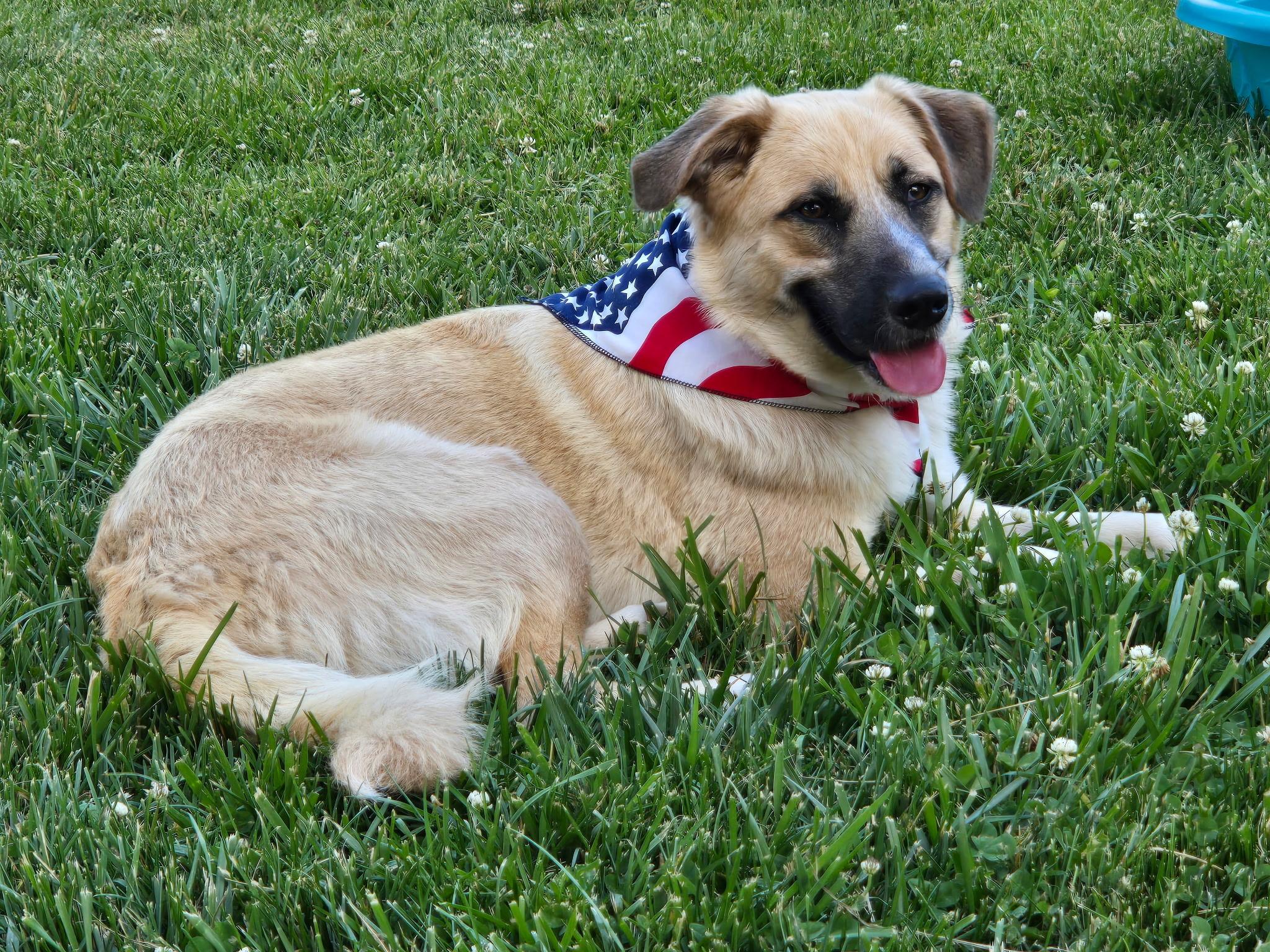 Enlarge Mazie, a ADOPTABLE mixed breed in Spring hill, TN image 6/6
