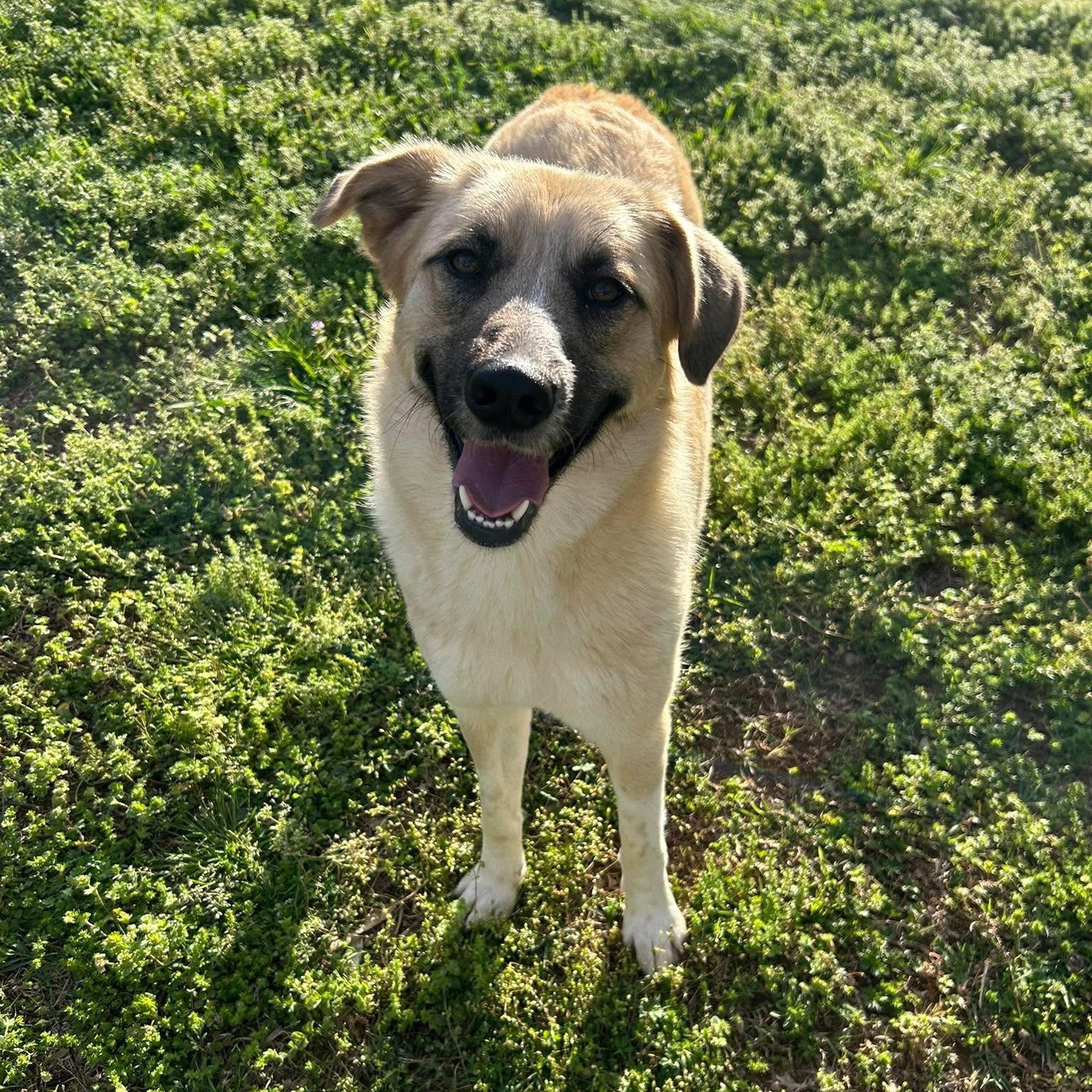 Mazie, a ADOPTABLE mixed breed in Spring hill, TN image 2/4