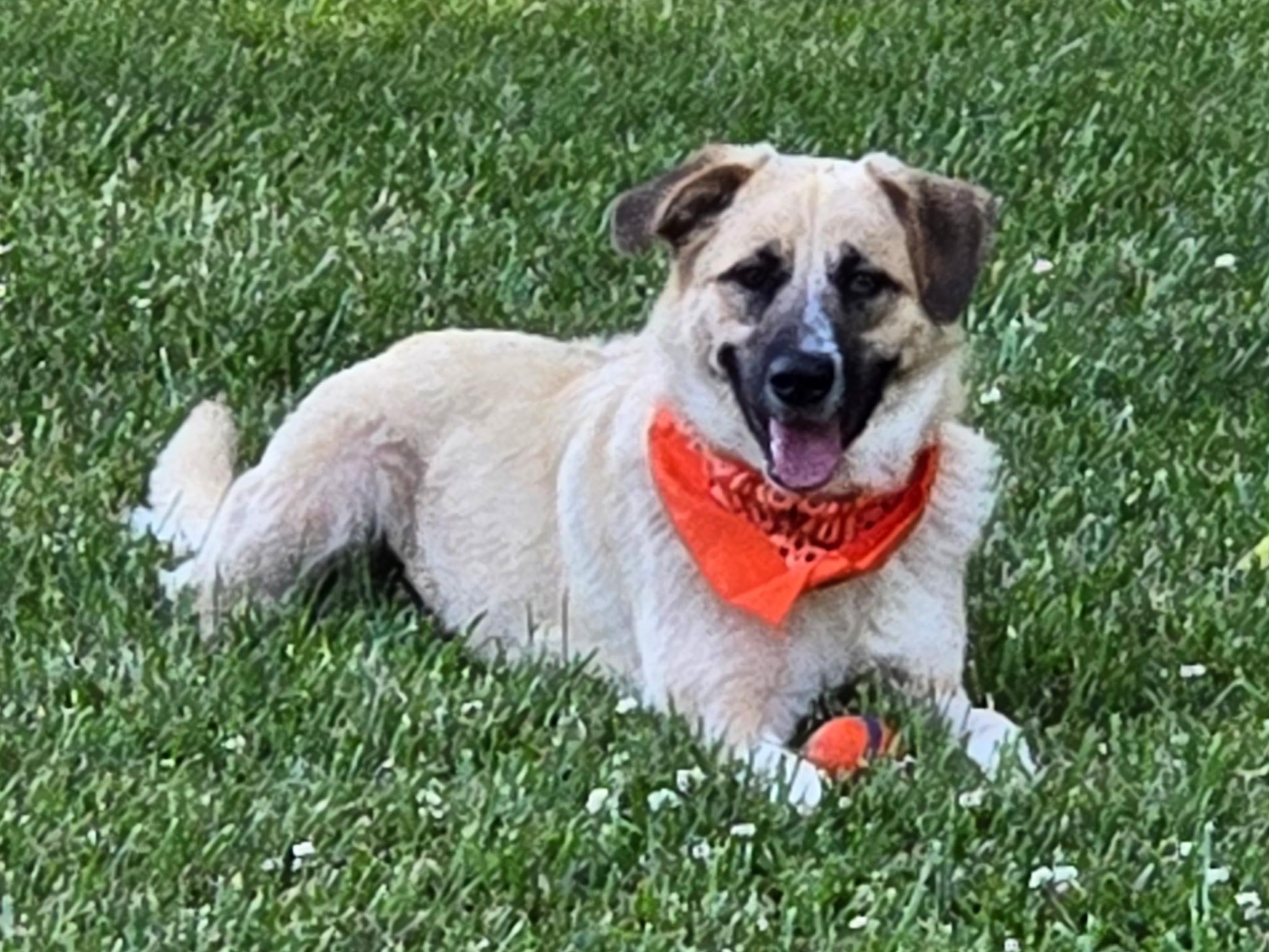 Enlarge Mazie, a ADOPTABLE mixed breed in Spring hill, TN image 1/6