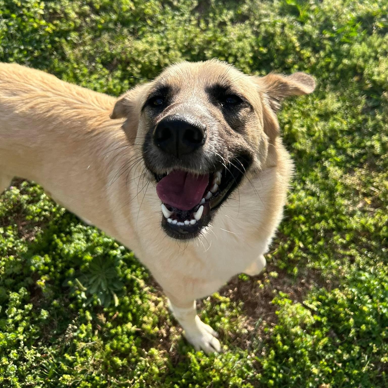 Mazie, a ADOPTABLE mixed breed in Spring hill, TN image 3/4