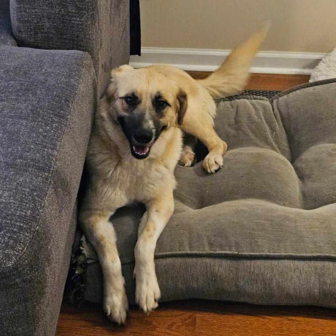 Mazie, ADOPTABLE, Adult Female Anatolian Shepherd & Australian Shepherd.