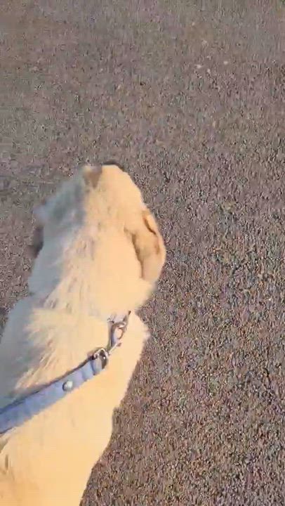Enlarge Mazie, a ADOPTABLE mixed breed in Spring hill, TN video 4/4