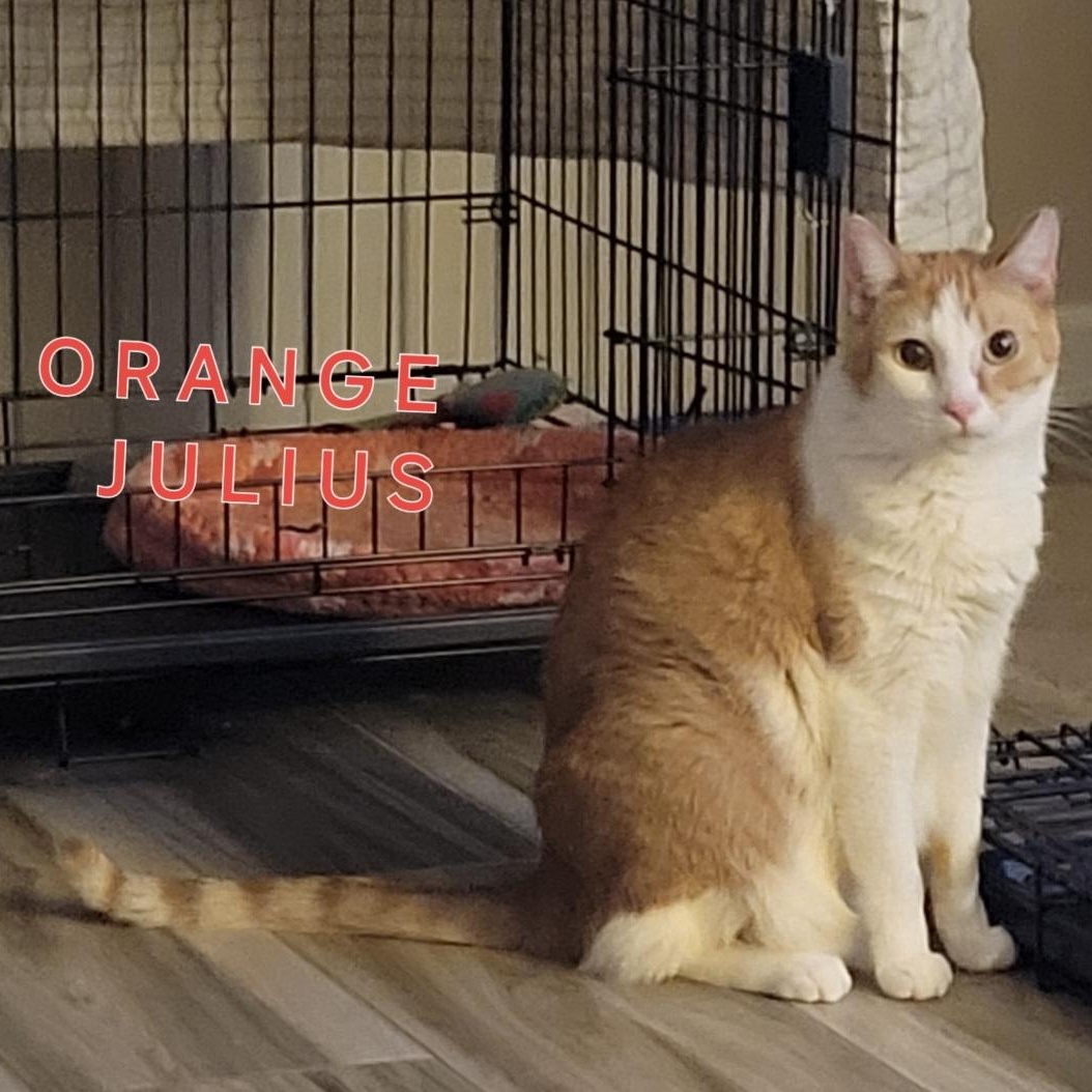 Enlarge Julius, a Adoptable Domestic Short Hair in Orange, CA image 1/3