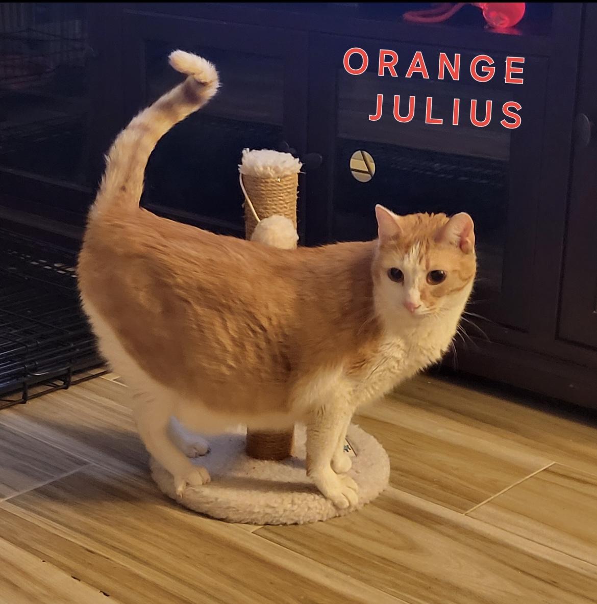 Enlarge Julius, a Adoptable Domestic Short Hair in Orange, CA image 2/3