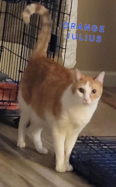 Enlarge Julius, a Adoptable Domestic Short Hair in Orange, CA image 3/3