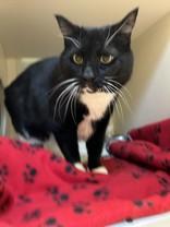 Tungsten, an adopted Domestic Short Hair in Hamilton, MT image 6/6