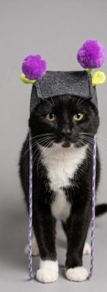 Tungsten, an adopted Domestic Short Hair in Hamilton, MT image 3/6
