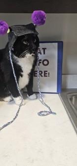 Tungsten, an adopted Domestic Short Hair in Hamilton, MT image 4/6
