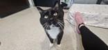 Tungsten, an adopted Domestic Short Hair in Hamilton, MT image 5/6