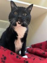 Tungsten, adopted, Adult Male Domestic Short Hair.
