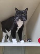 Tungsten, an adopted Domestic Short Hair in Hamilton, MT image 2/6
