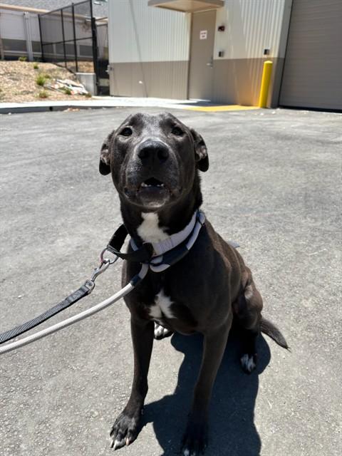 Enlarge JUPITER, a Adoptable mixed breed in Fremont, CA image 1/1