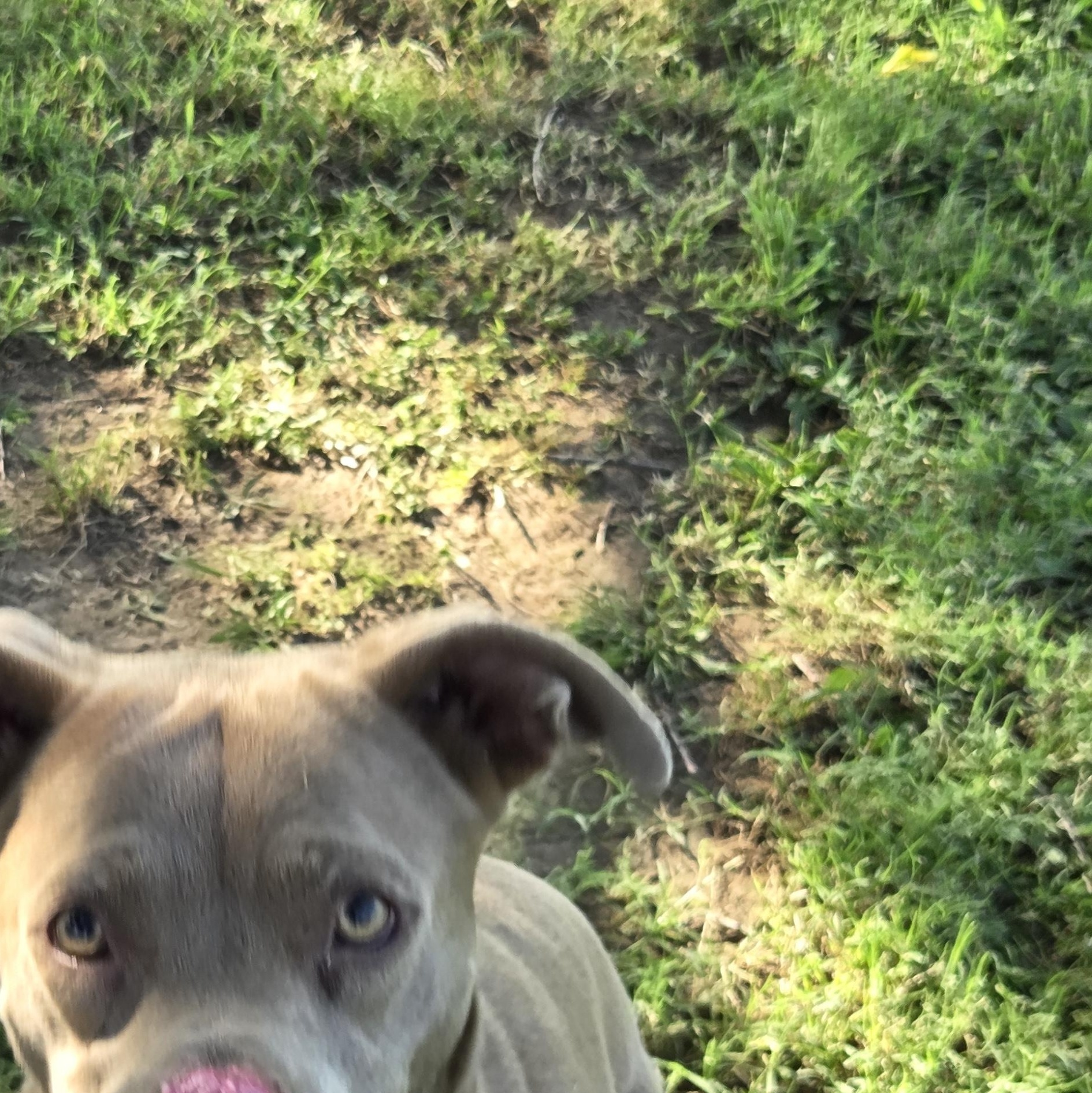Enlarge Oaklee, a Adoptable mixed breed in Owasso, OK image 3/5