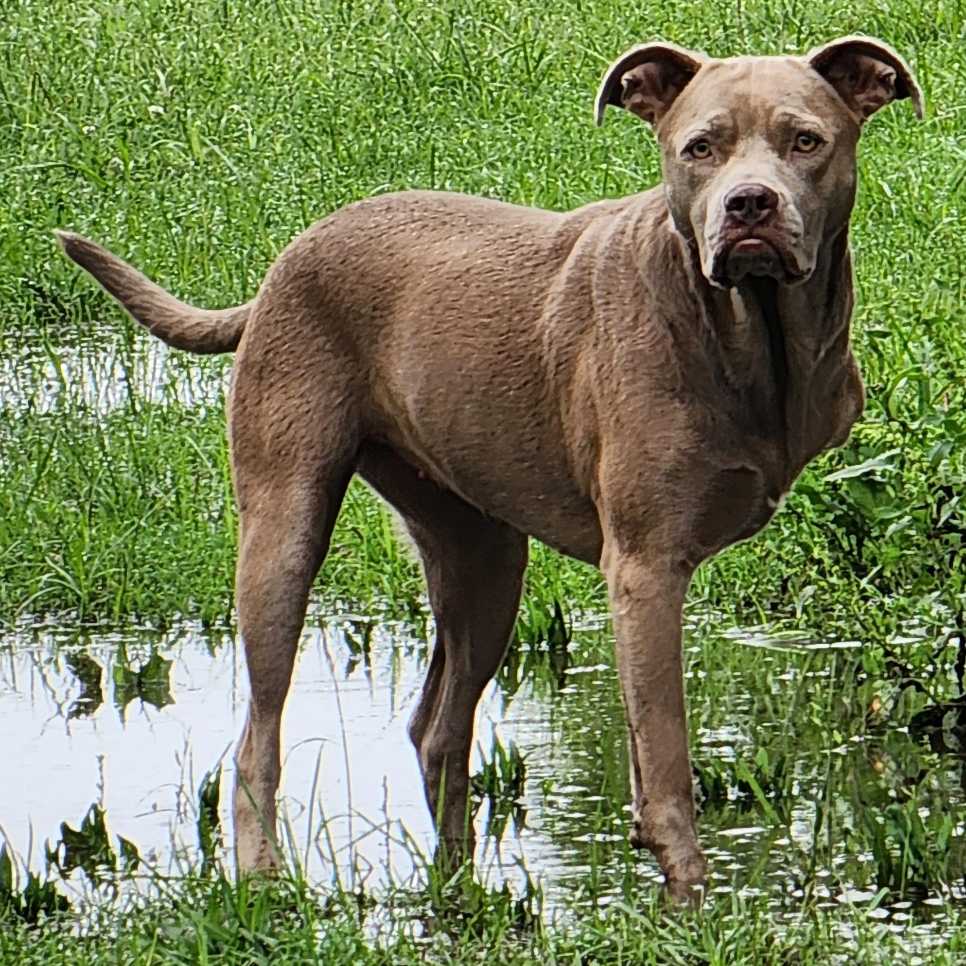 Oaklee, Adopted, Young Female Pit Bull Terrier & Weimaraner.