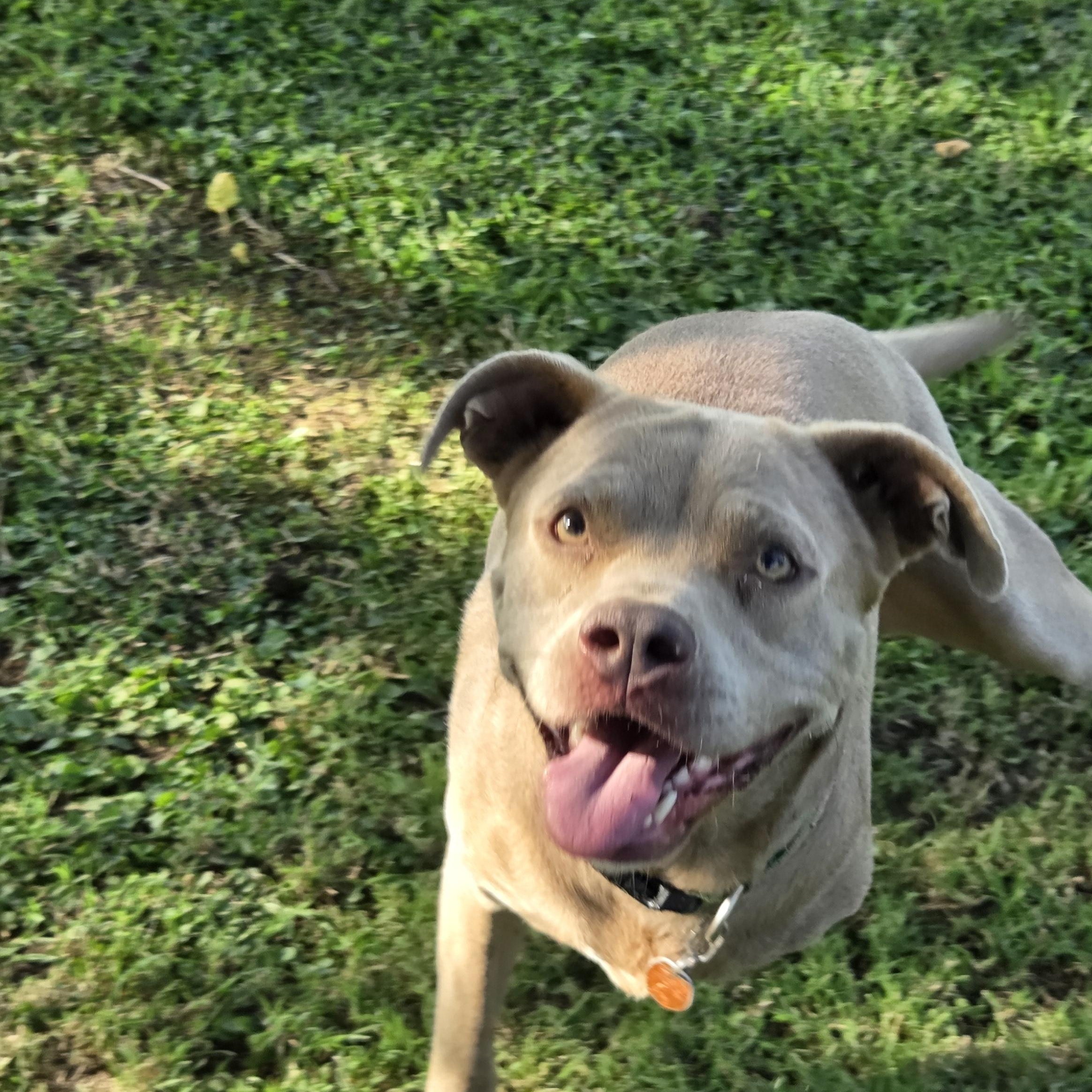 Enlarge Oaklee, a Adoptable mixed breed in Owasso, OK image 2/5