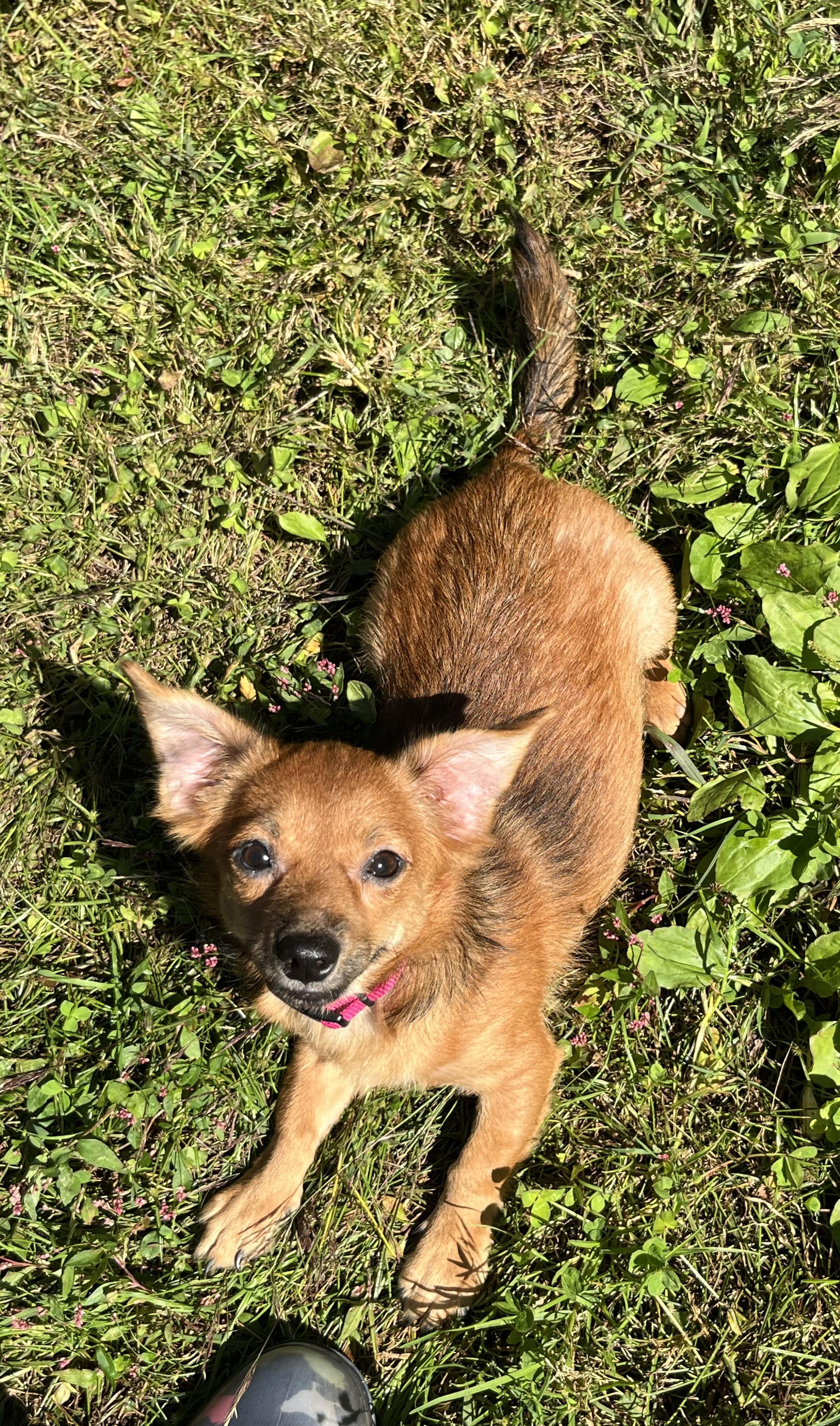 Enlarge Silly Milly, a Adoptable mixed breed in Fayetteville, WV image 2/2