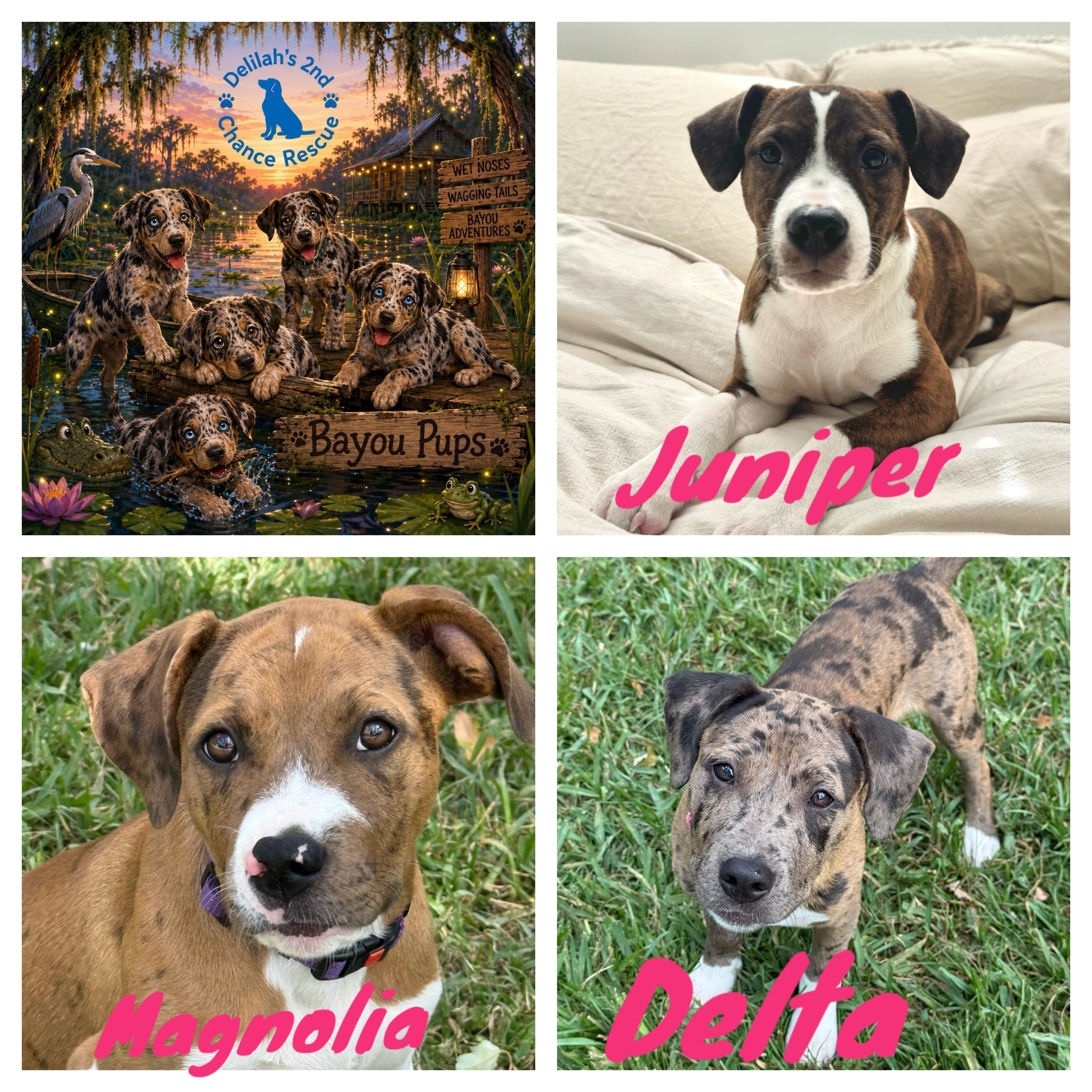 Bayou Pups-picture update coming soon, ADOPTABLE, Puppy Female Catahoula Leopard Dog.